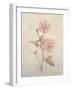 Botanicals XI-Rikki Drotar-Framed Giclee Print