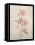 Botanicals XI-Rikki Drotar-Framed Stretched Canvas