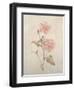 Botanicals XI-Rikki Drotar-Framed Giclee Print