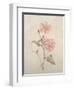 Botanicals XI-Rikki Drotar-Framed Giclee Print