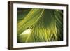 Botanicals XII-Tony Koukos-Framed Giclee Print