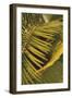 Botanicals XV-Tony Koukos-Framed Giclee Print