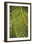 Botanicals XVIII-Tony Koukos-Framed Giclee Print