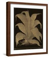 Botanicus - Century Plant-Maria Mendez-Framed Giclee Print