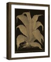 Botanicus - Century Plant-Maria Mendez-Framed Giclee Print