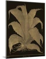 Botanicus - Century Plant-Maria Mendez-Mounted Giclee Print