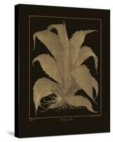 Botanicus - Century Plant-Maria Mendez-Stretched Canvas