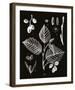 Botanicus Foli-Maria Mendez-Framed Giclee Print