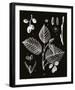 Botanicus Foli-Maria Mendez-Framed Giclee Print