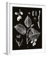 Botanicus Foli-Maria Mendez-Framed Giclee Print