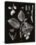 Botanicus Foli-Maria Mendez-Stretched Canvas