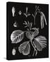 Botanicus Herba-Maria Mendez-Stretched Canvas