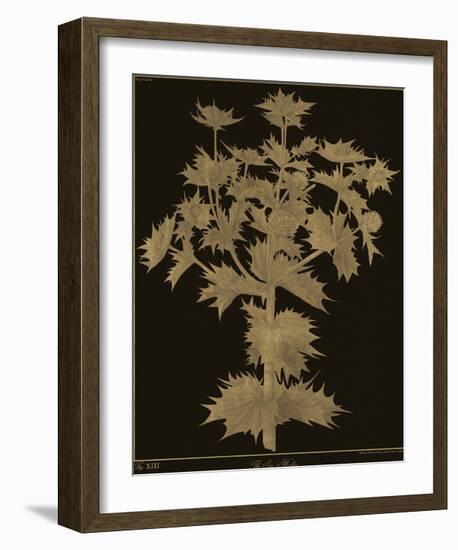 Botanicus - Sea Holly-Maria Mendez-Framed Giclee Print