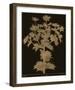 Botanicus - Sea Holly-Maria Mendez-Framed Giclee Print