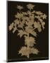 Botanicus - Sea Holly-Maria Mendez-Mounted Giclee Print