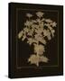 Botanicus - Sea Holly-Maria Mendez-Stretched Canvas