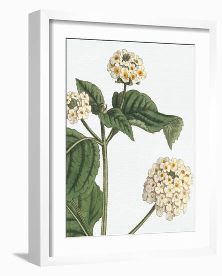 Botanique Blue I on White No Words-Wild Apple Portfolio-Framed Art Print