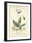 Botanique Study in Lavender II-Turpin-Framed Art Print