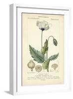 Botanique Study in Lavender II-Turpin-Framed Art Print