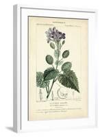 Botanique Study in Lavender III-Turpin-Framed Art Print