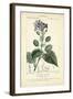 Botanique Study in Lavender III-Turpin-Framed Art Print