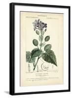 Botanique Study in Lavender III-Turpin-Framed Art Print