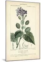 Botanique Study in Lavender III-Turpin-Mounted Art Print