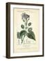 Botanique Study in Lavender III-Turpin-Framed Art Print