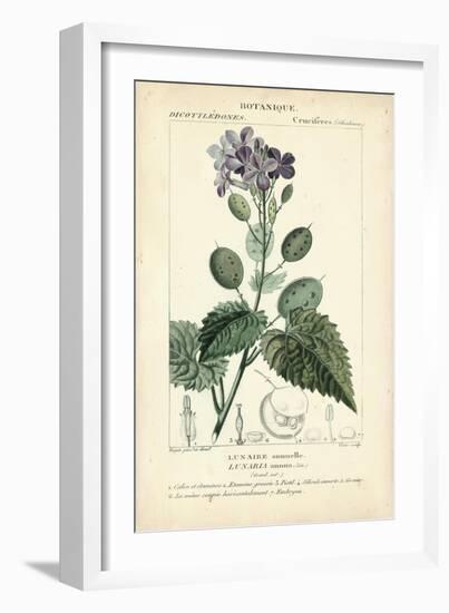 Botanique Study in Lavender III-Turpin-Framed Art Print