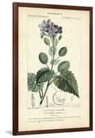 Botanique Study in Lavender III-Turpin-Framed Art Print