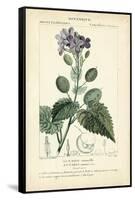 Botanique Study in Lavender III-Turpin-Framed Stretched Canvas