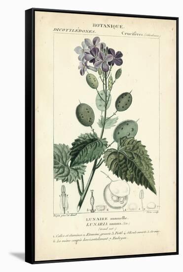 Botanique Study in Lavender III-Turpin-Framed Stretched Canvas