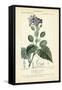 Botanique Study in Lavender III-Turpin-Framed Stretched Canvas
