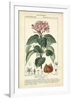 Botanique Study in Pink I-Turpin-Framed Art Print