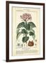 Botanique Study in Pink I-Turpin-Framed Art Print