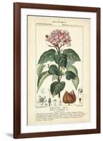 Botanique Study in Pink I-Turpin-Framed Art Print