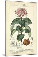 Botanique Study in Pink I-Turpin-Mounted Art Print