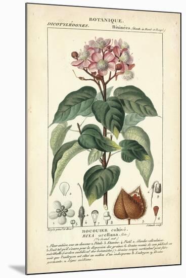 Botanique Study in Pink I-Turpin-Mounted Art Print