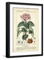 Botanique Study in Pink I-Turpin-Framed Art Print