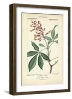Botanique Study in Pink III-Turpin-Framed Art Print