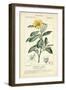 Botanique Study in Yellow I-Turpin-Framed Art Print