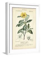 Botanique Study in Yellow I-Turpin-Framed Art Print