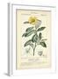 Botanique Study in Yellow I-Turpin-Framed Art Print