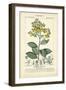 Botanique Study in Yellow II-Turpin-Framed Art Print