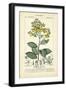 Botanique Study in Yellow II-Turpin-Framed Art Print