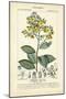 Botanique Study in Yellow II-Turpin-Mounted Art Print