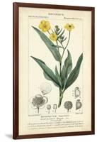 Botanique Study in Yellow III-Turpin-Framed Art Print