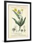 Botanique Study in Yellow III-Turpin-Framed Art Print