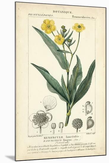 Botanique Study in Yellow III-Turpin-Mounted Art Print