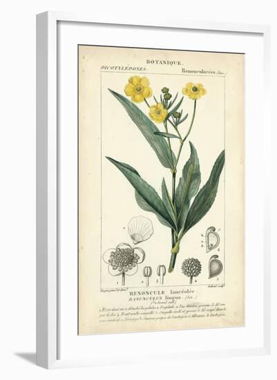Botanique Study in Yellow III-Turpin-Framed Art Print